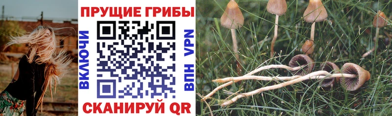 Галлюциногенные грибы GOLDEN TEACHER Нахабино